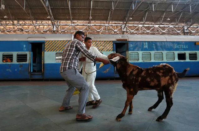 People pull a goat after it was unloaded from a train at a railway station  in Mumbai, India, August 29, 2016. (Photo by Danish Siddiqui/Reuters)