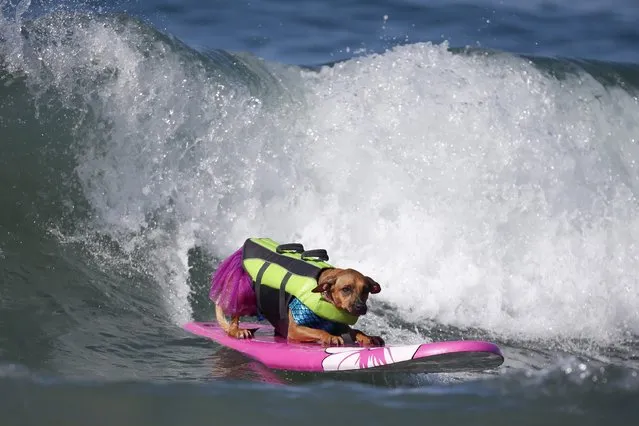 A dog surfs during the Surf City Surf Dog Contest in Huntington Beach, California September 27, 2015. (Photo by Lucy Nicholson/Reuters)