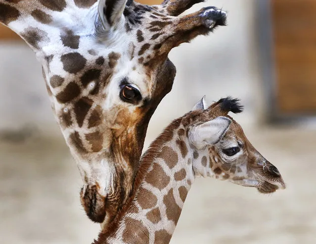 Three-days-old giraffe baby Kimara is touched by its mother Katharina during its first way out in the Opel zoo in Kronberg near Frankfurt, Germany, January 3, 2017. (Photo by Michael Probst/AP Photo)