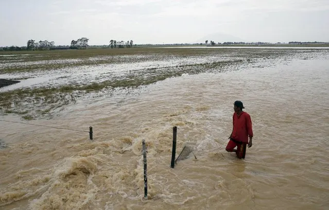 A farmer inspects his fish trap in a rice field inundated by floodwaters in Jaen, Nueva Ecija in northern Philippines October 20, 2015, after the province was hit by Typhoon Koppu. (Photo by Erik De Castro/Reuters)
