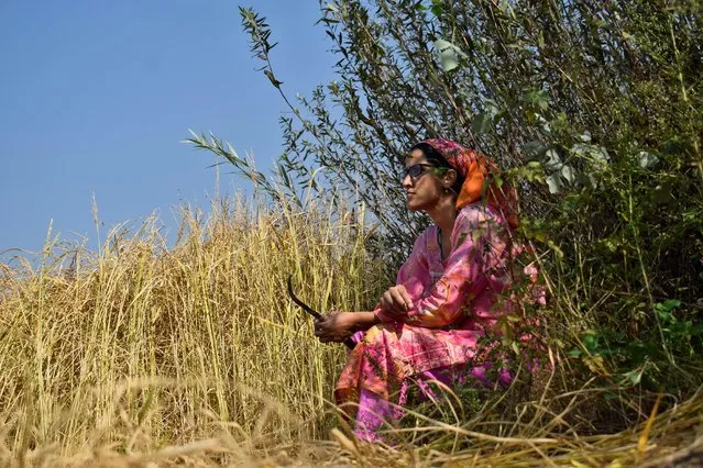 A Kashmiri farmer takes a break during harvesting of paddy crops on the outskirts of Srinagar on September 22, 2020. (Photo by Sanna Irshad Mattoo/Reuters)
