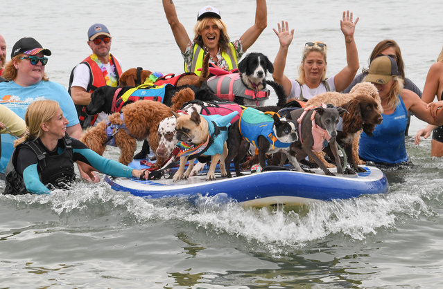UK Dog Surfing Championships at Branksome Dene Chine Beach at Poole in Dorset on July 27, 2025, the 6th time the annual event has taken place with dozens of entrants. (Photo by Paul Jacobs/Picture Exclusive)