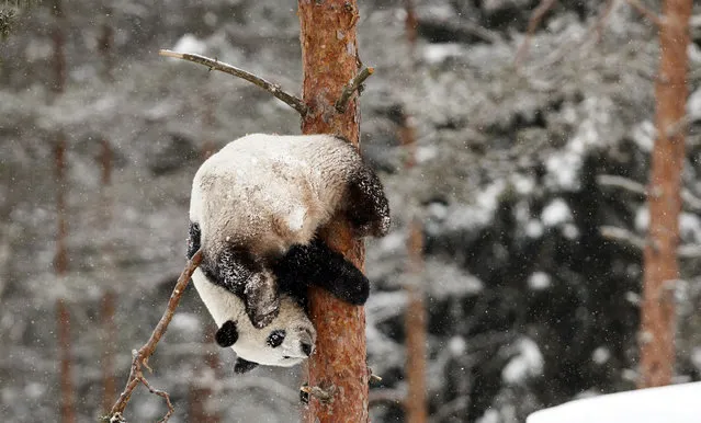 Female panda Jin Bao Bao, named Lumi in Finnish, plays in the snow on the opening day of the Snowpanda Resort in Ahtari Zoo, in Ahtari, Finland, Saturday February 17, 2018. (Photo by Roni Rekomaa/Lehtikuva via AP Photo)