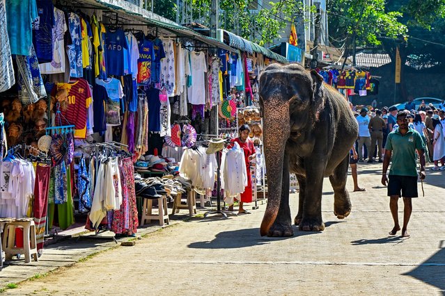 An elephant returns to the Pinnawala Elephant Orphanage after taking his daily bath in a river in Pinnawala on February 16, 2025. Sri Lanka's main elephant orphanage marked its 50th anniversary on February 16, with a fruit feast for the 68 jumbos at the showpiece centre, reputedly the world's first care home for destitute pachyderms. (Photo by Ishara S. Kodikara/AFP Photo)