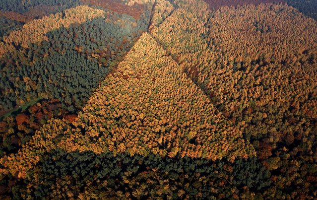 An aerial view shows a mixed forest on a sunny autumn day in Recklinghausen, Germany, October 31, 2015. (Photo by Ina Fassbender/Reuters)