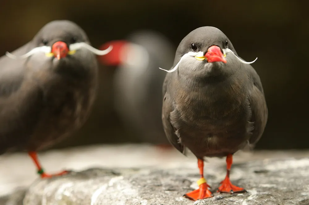 Beard Bird Inca Tern 