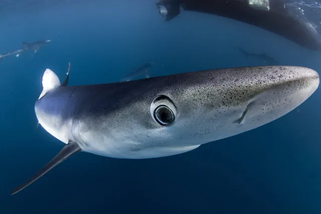 The rarely seen blue sharks photographed by Saeed Rashid in British waters. (Photo by Saeed Rashid/Caters News)