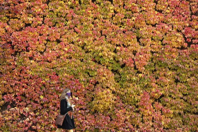 A woman passes a Virginia Creeper displaying autumnal colours, on the walls of the Old Admiralty Building, in London, Monday November 9, 2020. (Photo by Dominic Lipinski/PA Wire via AP Photo)
