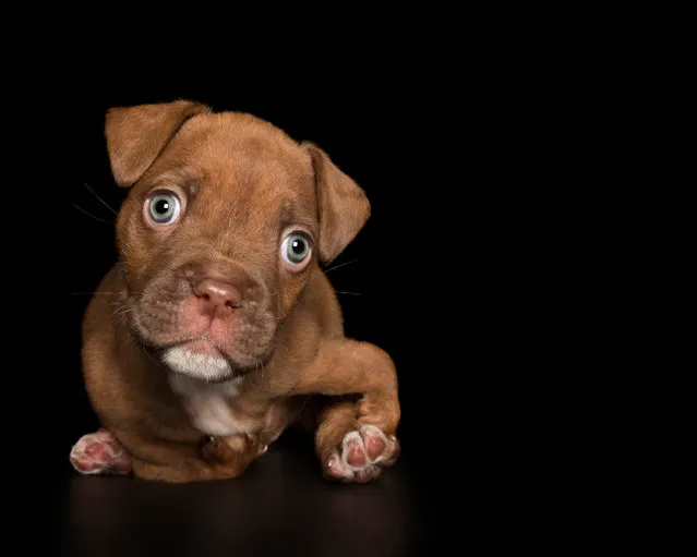 “Jakk”. Boxer mix. Born with malformed legs. (Photo by Alex Cearns/The Guardian)