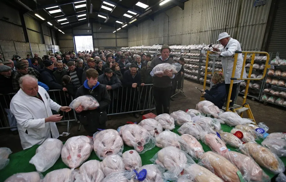 Turkey and Dressed Poultry Auction in England