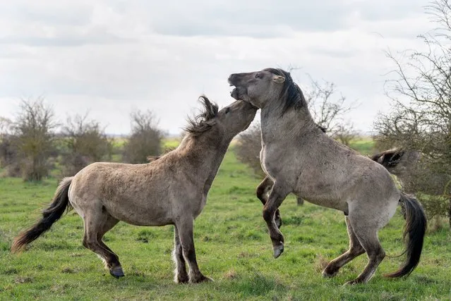 Konik ponies sparring at the National Trust's Wicken Fen nature reserve in Cambridgeshire on Monday, March 27, 2023. The grazing animals, a hardy breed originating from Poland, help to maintain “one of Europe's most important wetlands” and attract new species of flora and fauna to the fen, leaving water-filled hoof prints and piles of dung as they go. Comprising one of only four fragments of undrained fen in the UK, Wicken Fen is a key habitat for thousands of species of flowers, insects and birds, playing an important ecological role by locking up carbon in its wet, peaty soil to reduce emissions and thereby helping combat the climate crisis. (Photo by Joe Giddens/PA Images via Getty Images)
