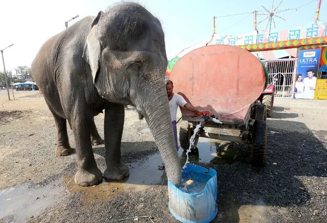 An elephant drinks water from a tap before a show at the Raj Mahal Circus in Bhopal, India,19 November 2015. The Indian circus industry which is one of the oldest popular forms of entertainment struggles nowadays and number of travelling circus troups decreased over the past few decades. (Photo by Sanjeev Gupta/EPA)