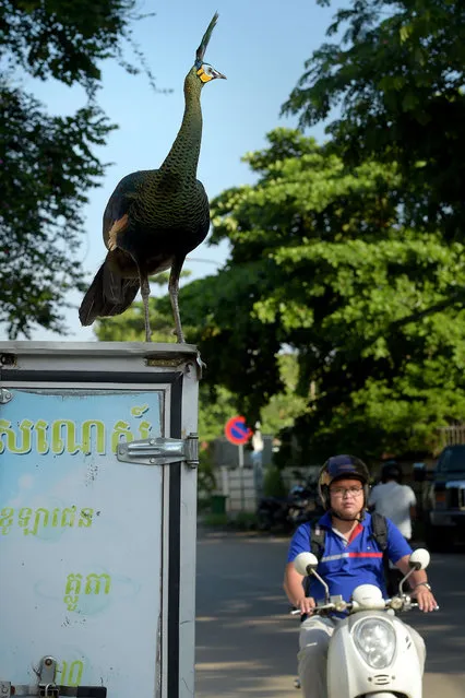 A peacock is seen on top of a parked delivery van in the street of Phnom Penh on May 9, 2018. According to residents the peacock is a pet that escaped from its owner. The International Union for Conservation of Nature classifies Cambodian peacocks as endangered with rapidly declining population due to diminishing forest and hunting. (Photo by Tang Chhin Sothy/AFP Photo)