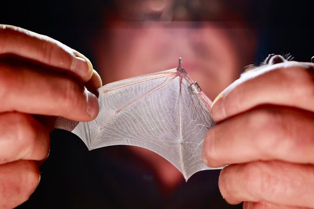 Bat expert Bernd Ohlendorf examines bats at the Herrmanshöhle cave in Rübeland, Saxony-Anhalt on August 27, 2024. An inventory of the bat population was carried out here on the night of 28.08.2024. Several hundred animals were recorded. They are ringed, weighed and registered. Bats are an important indicator of healthy nature and insect diversity. (Photo by Matthias Bein/picture alliance via Getty Images)