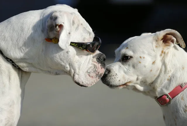 Second Chance, a four-year-old boxer, wears sunglasses due to sensitive eyes greets another dog during a walk with its owner along the beach in Oceanside, California January 13, 2015. (Photo by Mike Blake/Reuters)