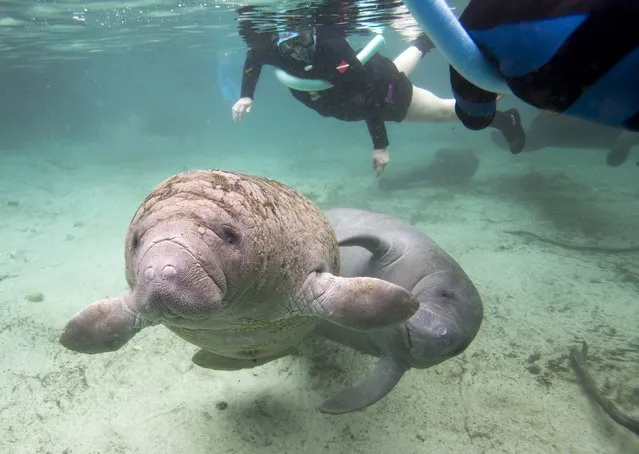 Florida manatees swim in the Three Sisters Springs while under the watchful eye of snorkelers in Crystal River, Florida January 15, 2015. (Photo by Scott Audette/Reuters)