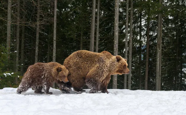 Bear mother and cub playing in the winter forest, Alaska. The Trump administration is moving to reverse Obama-era rules barring hunters on some public lands in Alaska from baiting bears with bacon and doughnuts and using spotlights to shoot mother bears and their cubs hibernating in dens. (Photo by Volodymyr Burdiak/Alamy Stock Photo)