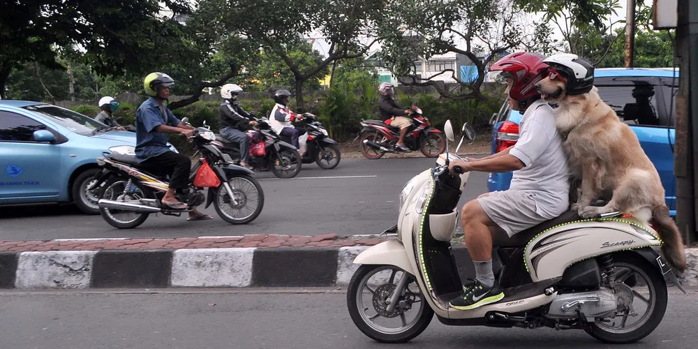Pooches Ride on Owners Moped in Indonesia