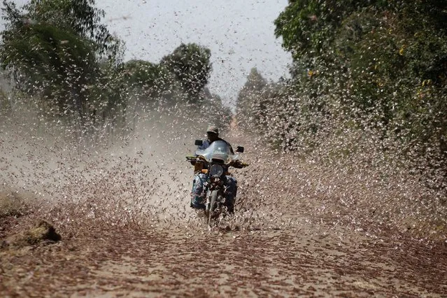 A man riding a motorcycle drives through a swarm of desert locusts near the town of Rumuruti, Kenya, February 1, 2021. (Photo by Baz Ratner/Reuters)