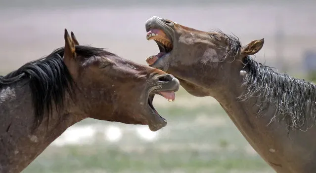 In this June 29, 2018 photo, wild horses occupy a watering hole outside Salt Lake City. (Photo by Rick Bowmer/AP Photo)