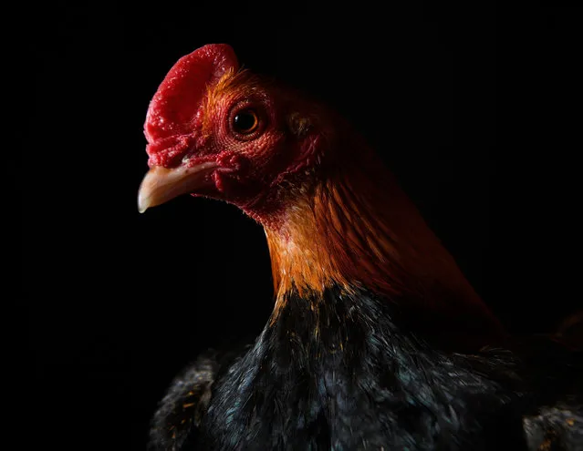 A Little Red cockerel is seen at the National Poultry Show on November 20, 2016 in Telford, England. (Photo by Leon Neal/Getty Images)