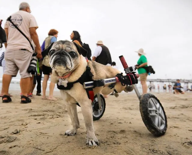 “Dotty”, Ronnie Revoredo's pug of Mira Mesa came to the 2018 Imperial Beach Surf Dog Competition at the Imperial Beach Pier to root on her friends who competed in San Diego, California on July 28, 2018. (Photo by Howard Lipin/San Diego Union-Tribune via ZUMA Press/Rex Features/Shutterstock)