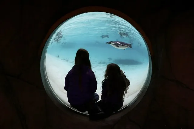 Children look at Humboldt penguins swim in their pool during the stock take at London Zoo in London, Britain January 4, 2016. (Photo by Stefan Wermuth/Reuters)