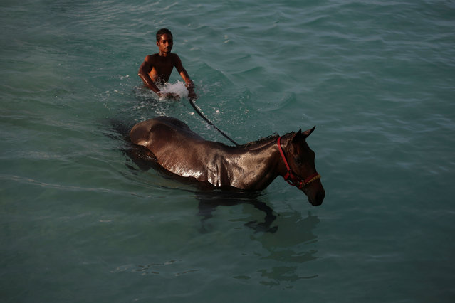 A handler swims with a horse from the Garrison Savannah in the Caribbean Sea near Bridgetown, Barbados December 1, 2016. (Photo by Adrees Latif/Reuters)