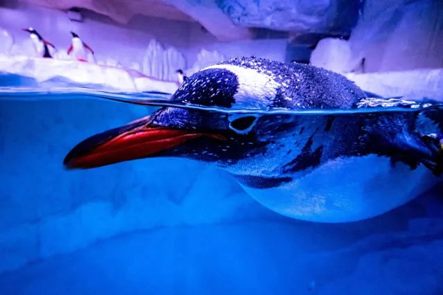 A penguin swims in its enclosure at the Sea Life Bangkok Ocean World aquarium in Bangkok on April 21, 2021. (Photo by Mladen Antonov/AFP Photo)