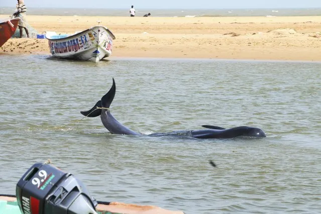 One among the dozens of whales that have washed ashore on the Bay of Bengal coast at the Manapad beach in Tuticorin district, Tamil Nadu state, India, Tuesday, January12, 2016. The top government official in the southeastern port town of Tuticorin said the short-finned pilot whales began washing up on beaches Monday evening. (Photo by Senthil Arumugam/AP Photo)