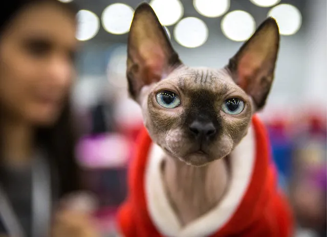 A sphynx during the Grand Prix Royal Canin cat exhibition in Moscow, Russia on December 4, 2016. These hairless cats have only been recognised as a breed since 1966. (Photo by Dmitry Serebryakov/TASS)