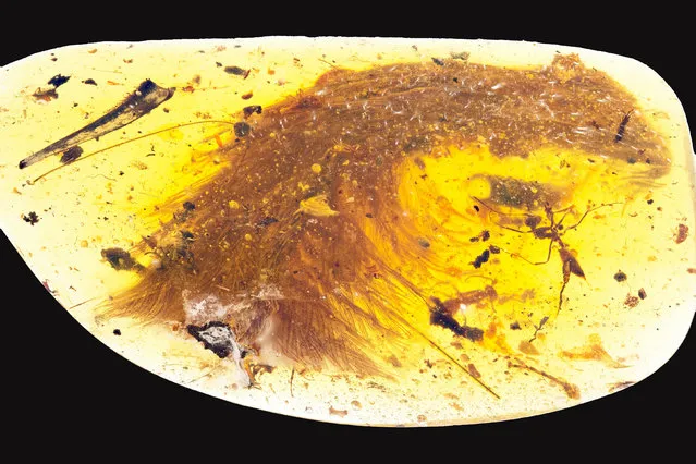A chunk of amber – fossilized resin – spotted by a Chinese scientist in a market in Myitkyina, Myanmar, last year shows the tip of a preserved dinosaur tail section in this image released by the Royal Saskatchewan Museum in Canada on December 8, 2016. The dinosaur itself was no more than 6 inches (15 cm) long, about the size of a sparrow. Some 99 million years ago, a juvenile dinosaur got its feathery tail stuck in tree resin, a death trap for the small creature. But its misfortune is now giving scientists unique insight into feathered dinosaurs that prospered during the Cretaceous Period. (Photo by R.C. McKellar/Reuters/Royal Saskatchewan Museum)