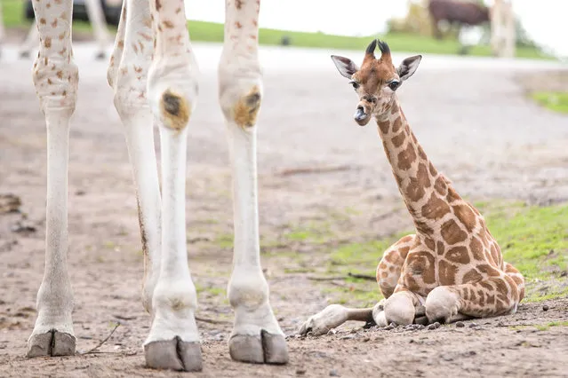 A baby Rothschild giraffe born this month at West Midland Safari and Leisure Park in Bewdley, UK on October 24, 2018. (Photo by Aaron Chown/PA Wire)