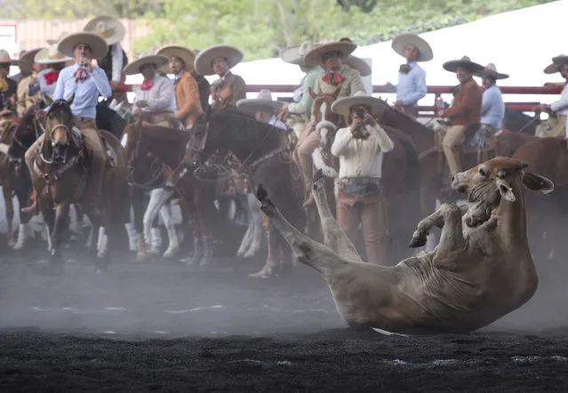 In this February 28, 2015 photo, charros look on as a bull rolls after being brought down in the steer tailing event at a charreada in Mexico City. In the U.S., animal rights groups have criticized some charreria sports, including steer tailing and horse roping, saying they could injure the bulls or wild mares. (Photo by Rebecca Blackwell/AP Photo)