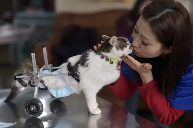 A veterinarian kisses an 8-month-old cat, wearing a prosthetic two-wheel device, at a veterinary hospital in Chongqing municipality, March 16, 2015. (Photo by Reuters/China Daily)