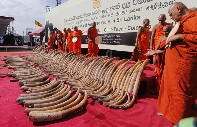 Buddhist monks give the slaughtered elephants blessings for a better rebirth as a shipment of African ivory seized three years ago, is displayed before they are destroyed in Colombo, Sri Lanka, Tuesday, January 26, 2016. The ivory was traced to northern Mozambique and Tanzania and has been valued by Sri Lankan customs at 368 million rupees (more than $2.5 million). The 359 tusks weighing a total of 1,529 kilograms (3,370 pounds) were crushed by machines into smaller pieces that will later be burned to ash in high-temperature ovens at a cement factory. (Photo by Eranga Jayawardena/AP Photo)