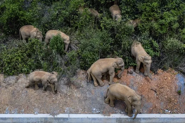 In this aerial photo released by China's Xinhua News Agency, a herd of wild Asian elephants stands in E'shan county in southwestern China's Yunnan Province, Friday, May 28, 2021. According to Chinese state media, nearby residents were evacuated as a precaution on Friday as the herd of 15 elephants have caused over 400 incidents and more than $1 million in damage since wandering out of a nature reserve area in mid-April. (Photo by Hu Chao/Xinhua via AP Photo)