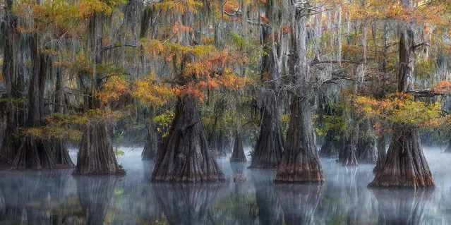 Eerie trees reflected in the swamp waters of the southern US. (Photo by David Thompson/Epson International Pano Awards 2018)