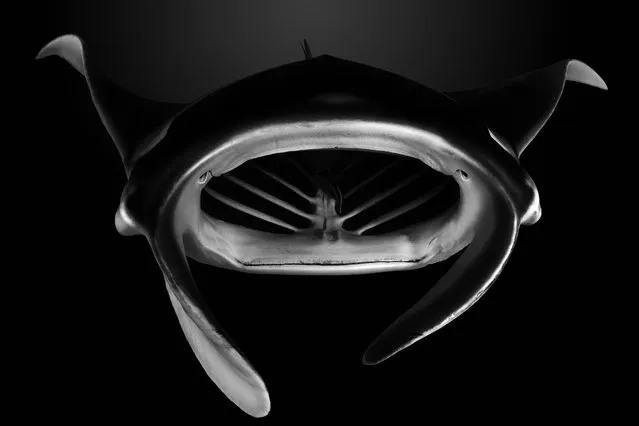 “Manta-Art”. An alfredi manta ray came close to me with her mouth open on a cleannig station area. Photo location: Tikehau island, tuamotu archipelago, French Polynesia. (Photo and caption by Vincent Truchet/National Geographic Photo Contest)