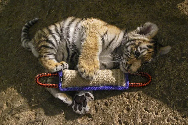 In this December 12, 2016, photo, Kashtan, an Amur tiger cub, plays with a toy at the Milwaukee County Zoo in Milwaukee where he is being hand-raised away from his mother and two sisters by staff – an unusual undertaking for a zoo. (Photo by Carrie Antlfinger/AP Photo)