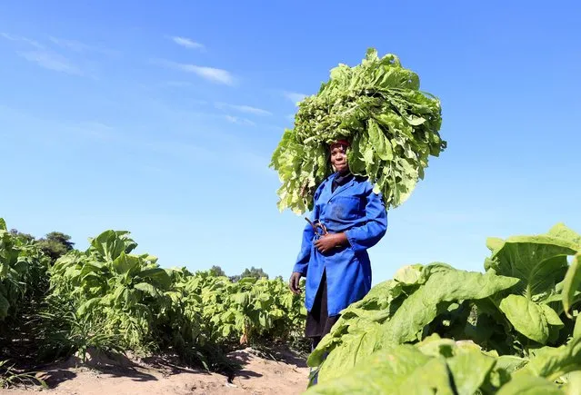 A woman harvests tobacco from the fields of Little Knots farm, in Norton, Zimbabwe on January 8, 2024. (Photo by Philimon Bulawayo/Reuters)