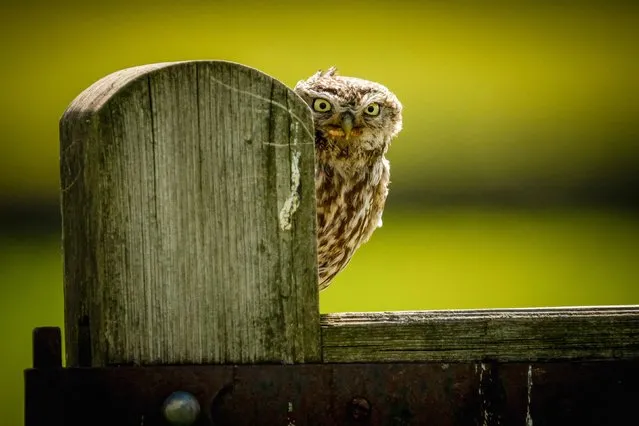 An owl gives a menacing stare as it peers towards the camera from behind a gate post before strutting its stuff on a footpath sign. The picture was taken by photographer Paul Browning in the Yorkshire Dales in March 2022. The 43 year old from Camberley, Surrey said “I had been following these little owls for a while and had found their nesting location. This one little owl was playing on the fence post in-between gathering food to take back to the nest, where it looks as if he was playing peekaboo with me and when I caught the perfect moment he gave me this menacing stare. I was dressed head to toe in camouflage gear so he did very well at spotting me!” (Photo by Paul Browning/Solent News & Photo Agency)