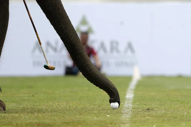 An elephant takes part in an exhibition match during the annual charity King's Cup Elephant Polo Tournament at a riverside resort in Bangkok, Thailand March 10, 2016. (Photo by Jorge Silva/Reuters)