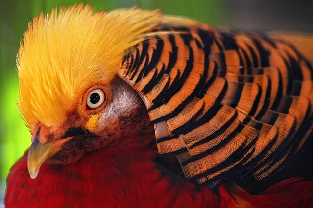 A golden pheasant rests in the petting zoo “La Casita del Avestruz” (“The Ostrich's Little House”) in Caracas, Venezuela, on January 28, 2024. (Photo by Gaby Oraa/Reuters)