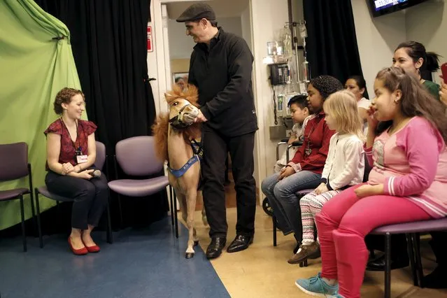 Handler Jorge Garcia-Bengochea walks with Honor, a miniature therapy horse from Gentle Carousel Miniature Therapy Horses, as they visit with patients at the Kravis Children's Hospital at Mount Sinai in the Manhattan borough of New York City, March 16, 2016. (Photo by Mike Segar/Reuters)