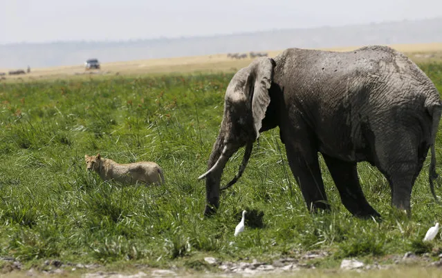 A lioness moves away from an elephant in Amboseli National Park, southeast of Kenya's capital Nairobi, March 25, 2016. (Photo by Thomas Mukoya/Reuters)