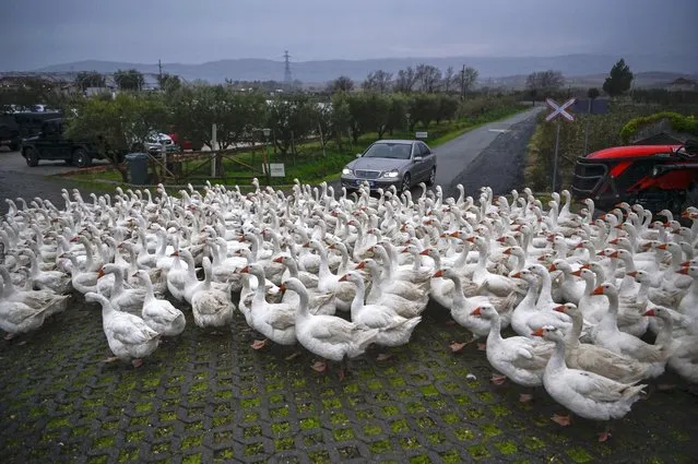This picture taken on February 25, 2024 show a gaggle of geese walking in the farming village of Fishte near the town of Lezhe. (Photo by Armend Nimani/AFP Photo)