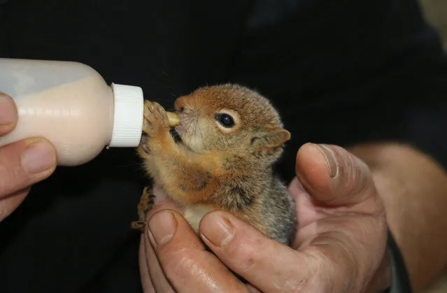 An animal lover bottle feeds a squirrel cub in Kahta district of Turkey's eastern Adiyaman on October 21, 2021. An animal lover feeds four squirrels on a tree hollow. (Photo by Ismail Kaya/Anadolu Agency via Getty Images)
