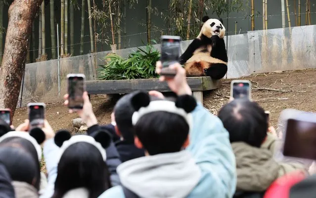 Visitors take photos of Fu Bao, a giant panda, at Everland amusement park in Yongin, south of Seoul, South Korea, 25 February 2024. The panda will be displayed to the public until 03 March, before returning to China in early April. The female panda, which was born to giant panda Ai Bao and her partner, Le Bao, at the Everland amusement park in Yongin, south of Seoul, in 2020, will be returned to China under an international agreement. (Photo by Yonhap/EPA)