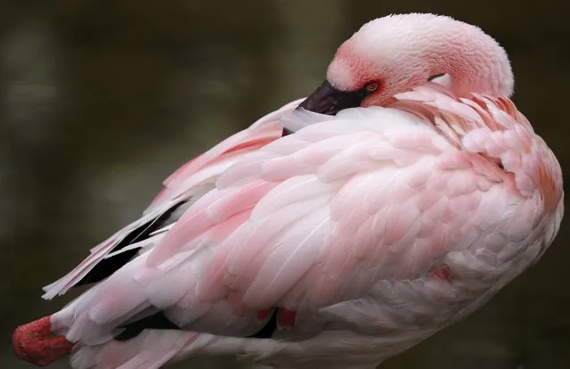 A flamingo cleans his feathers as he stands in an enclosure of wildlife park “Opel Zoo” in Kronberg, Germany, March 20, 2016. (Photo by Kai Pfaffenbach/Reuters)
